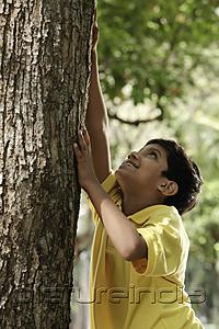 PictureIndia - Young boy trying to climb a tree